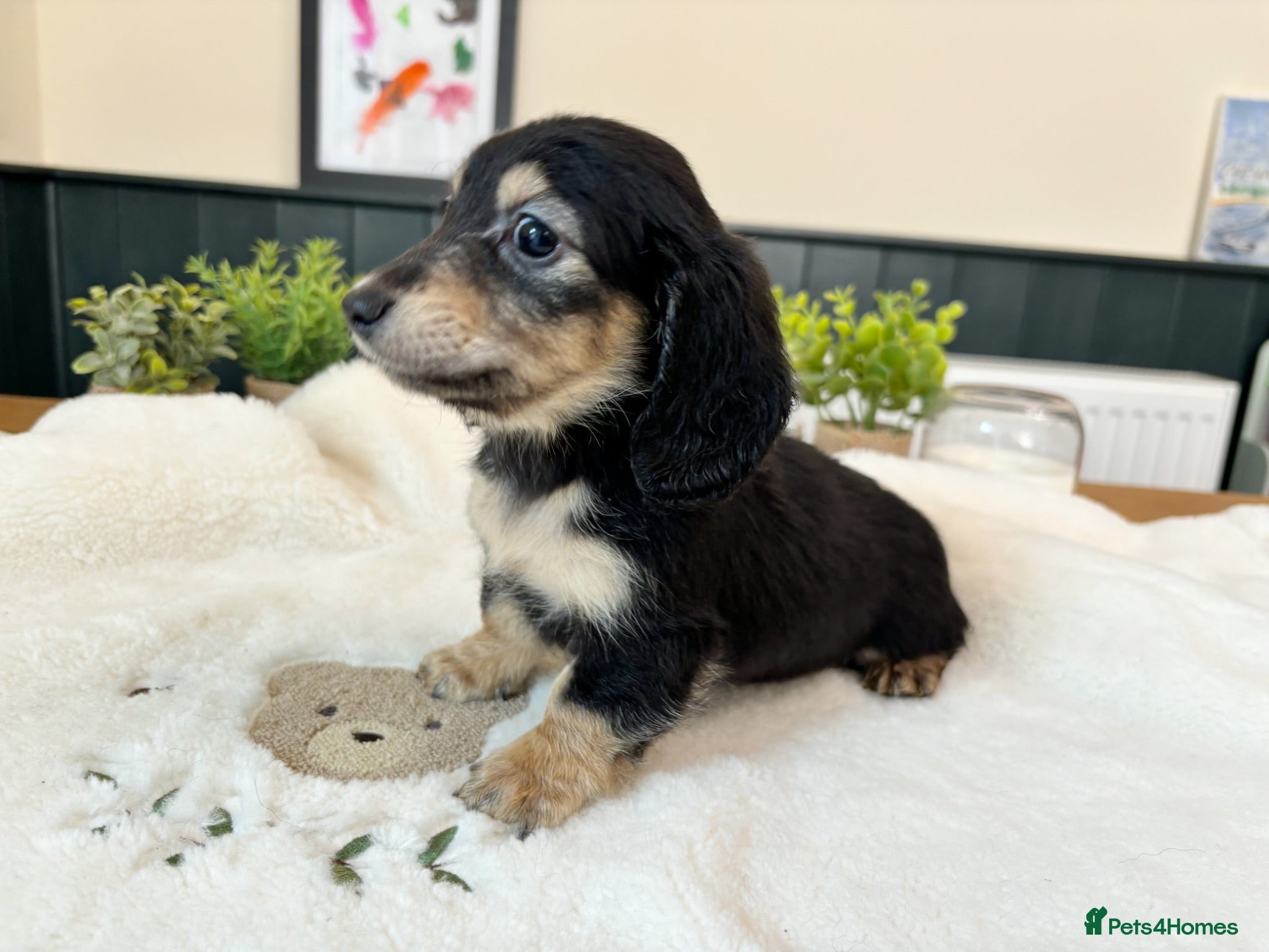 Miniature Dachshund dogs (Reduced & ready) Long haired miniature Dachshund  - Advert 2