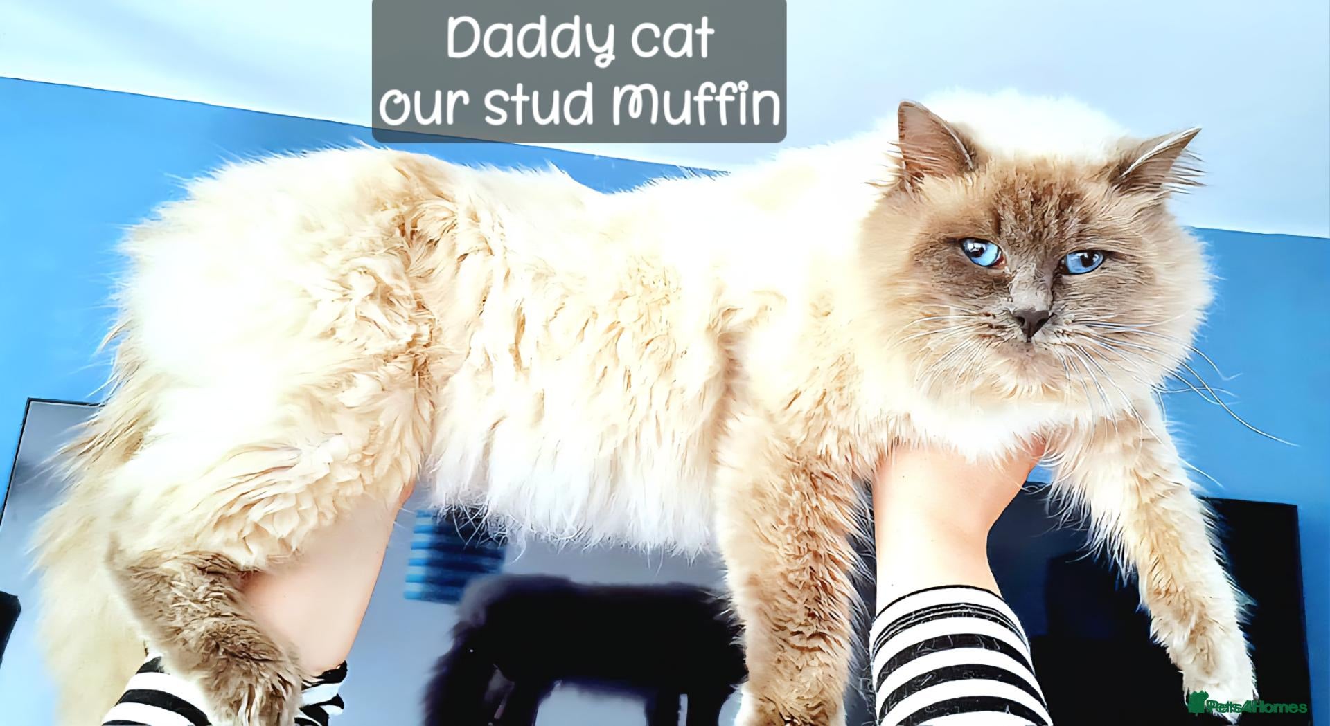 Ragdoll cats Half-Ragdolls from £150 (ready to leave) - Advert 2
