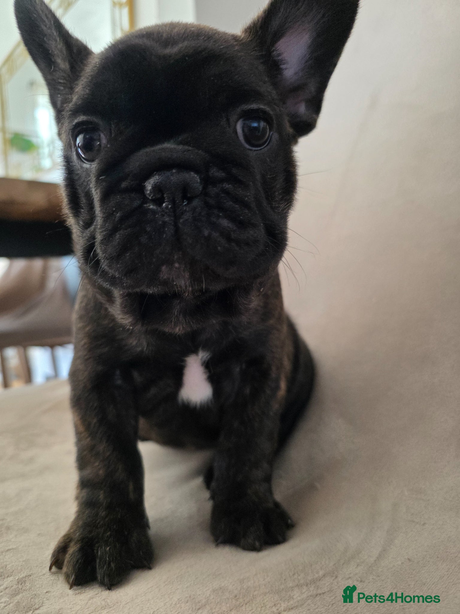 French Bulldog dogs for sale: 🐶 Puppies Ready for Their Forever Homes  - Advert 4