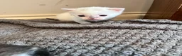 Mixed Breed cats for sale: Gorgeous Snowshoe, Black/White, Black Kittens 🐱 - Advert 12
