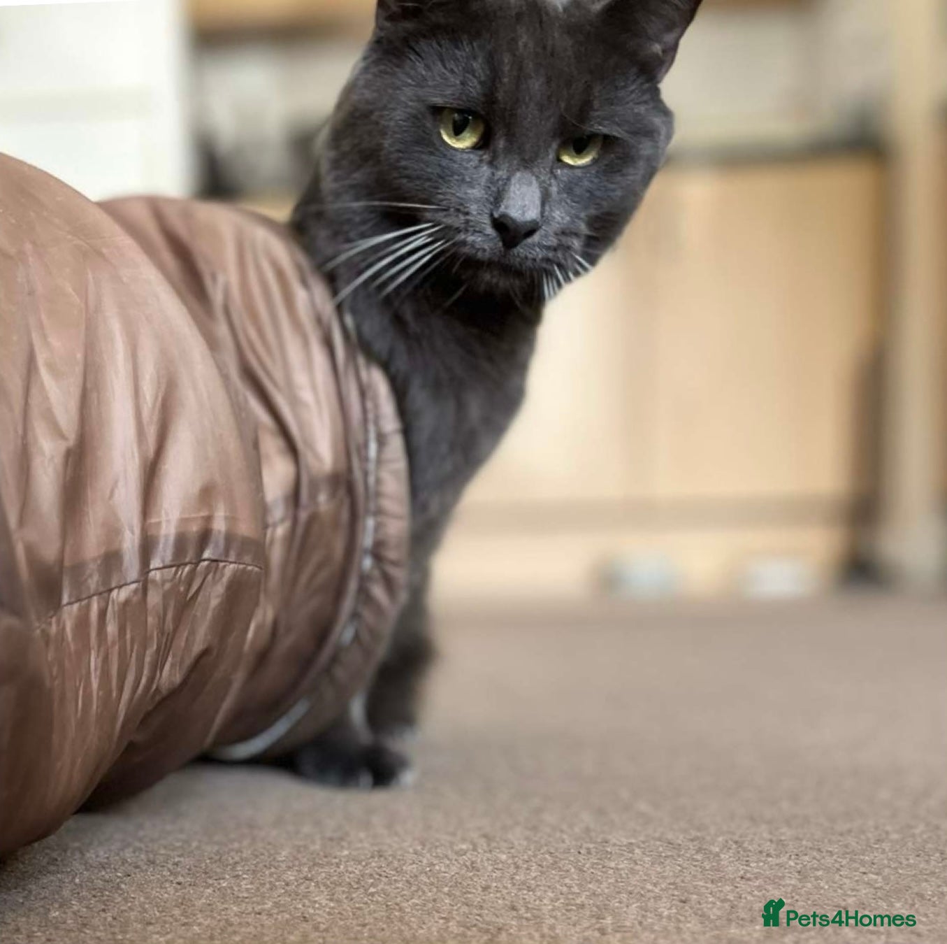 British Shorthair cats Cheeto and mixie  - Advert 9