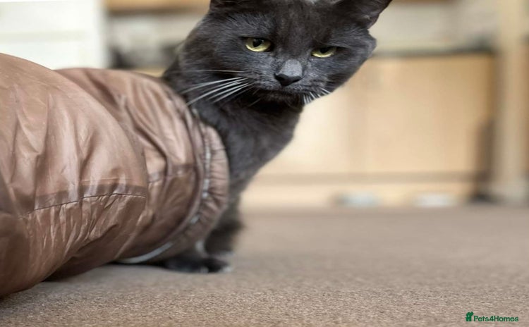 British Shorthair cats - Advert 5