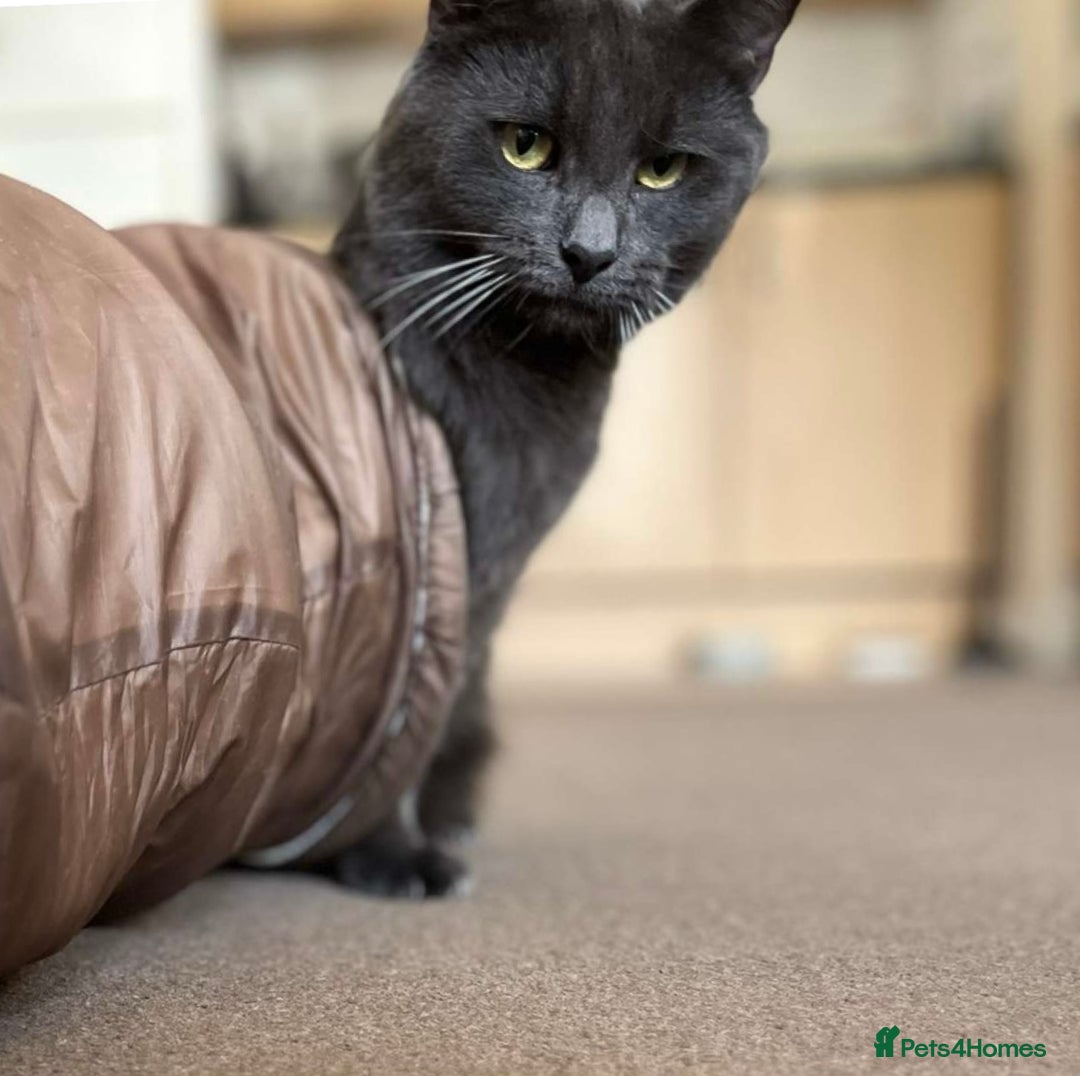 British Shorthair cats for sale: Cheeto and mixie  - Image 1