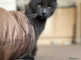 British Shorthair cats Cheeto and mixie - Advert 16