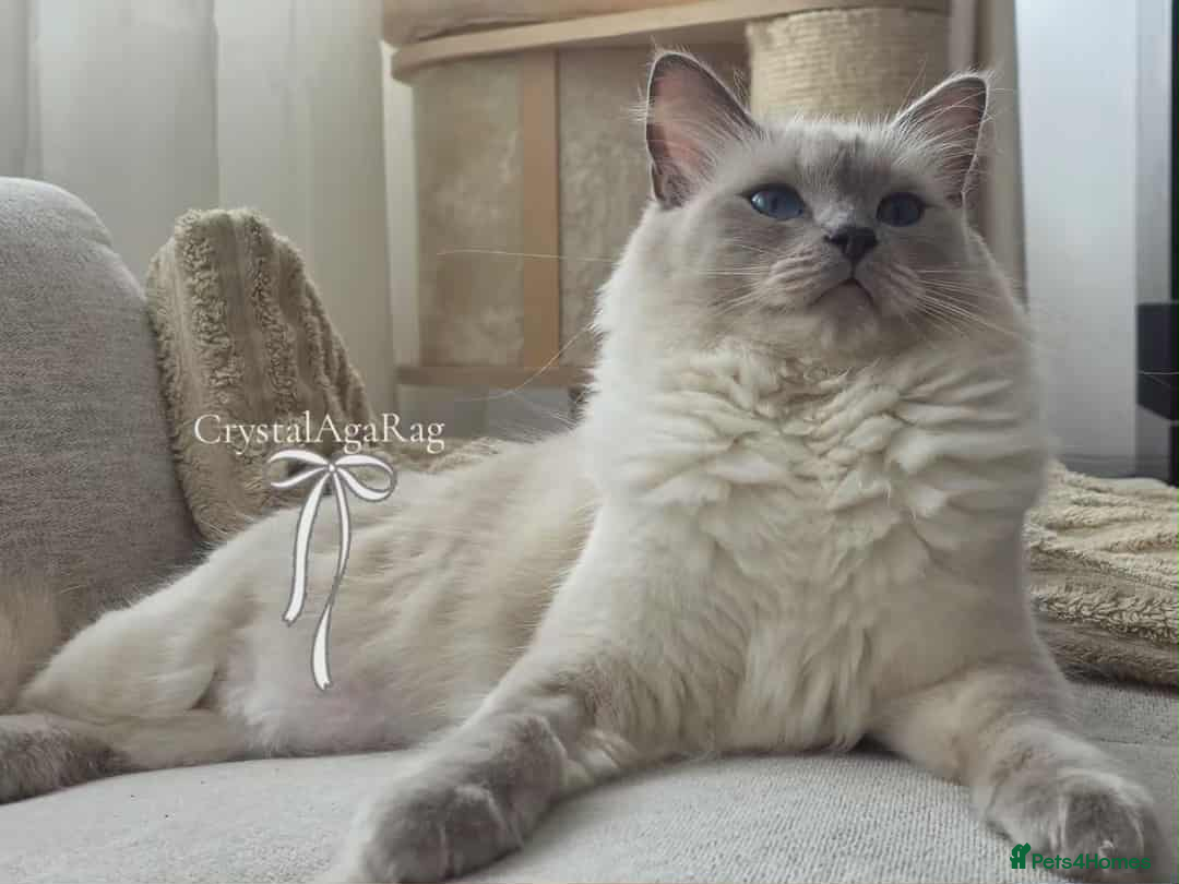 Ragdoll cats for sale: 🐾🌸GCCF Adorable purebred Ragdoll Kittens🌸🐾 - Image 16