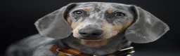 Miniature Dachshund dogs for sale: Loving Forever Home Wanted - Advert 4