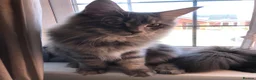 Maine Coon cats for stud: PURE MAINE COON – TREN AVAILABLE FOR STUD  - Advert 3