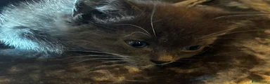 Mixed Breed Kitten 5
