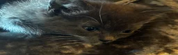Mixed Breed cats for sale: READY NOW 🏠🐱5 Beauitiful Ragdoll/Bengal kittens  - Advert 26