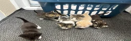 Mixed Breed cats for sale: Beautiful kittens  in Axbridge - Advert 9
