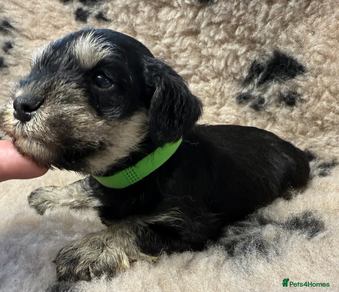 Miniature Schnauzer dogs for sale: Beautiful miniature schnauzers pups - Image 6