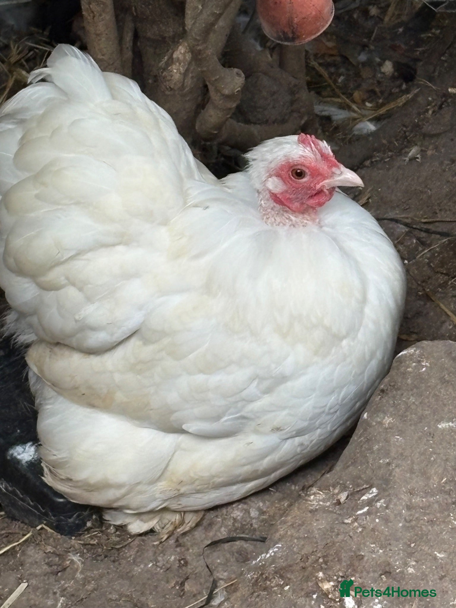Chickens poultry Stunning show quality trio of white pekins bantams - Advert 1