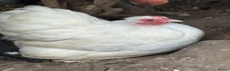 Chickens poultry for sale: Stunning show quality trio of white pekins bantams - Advert 1