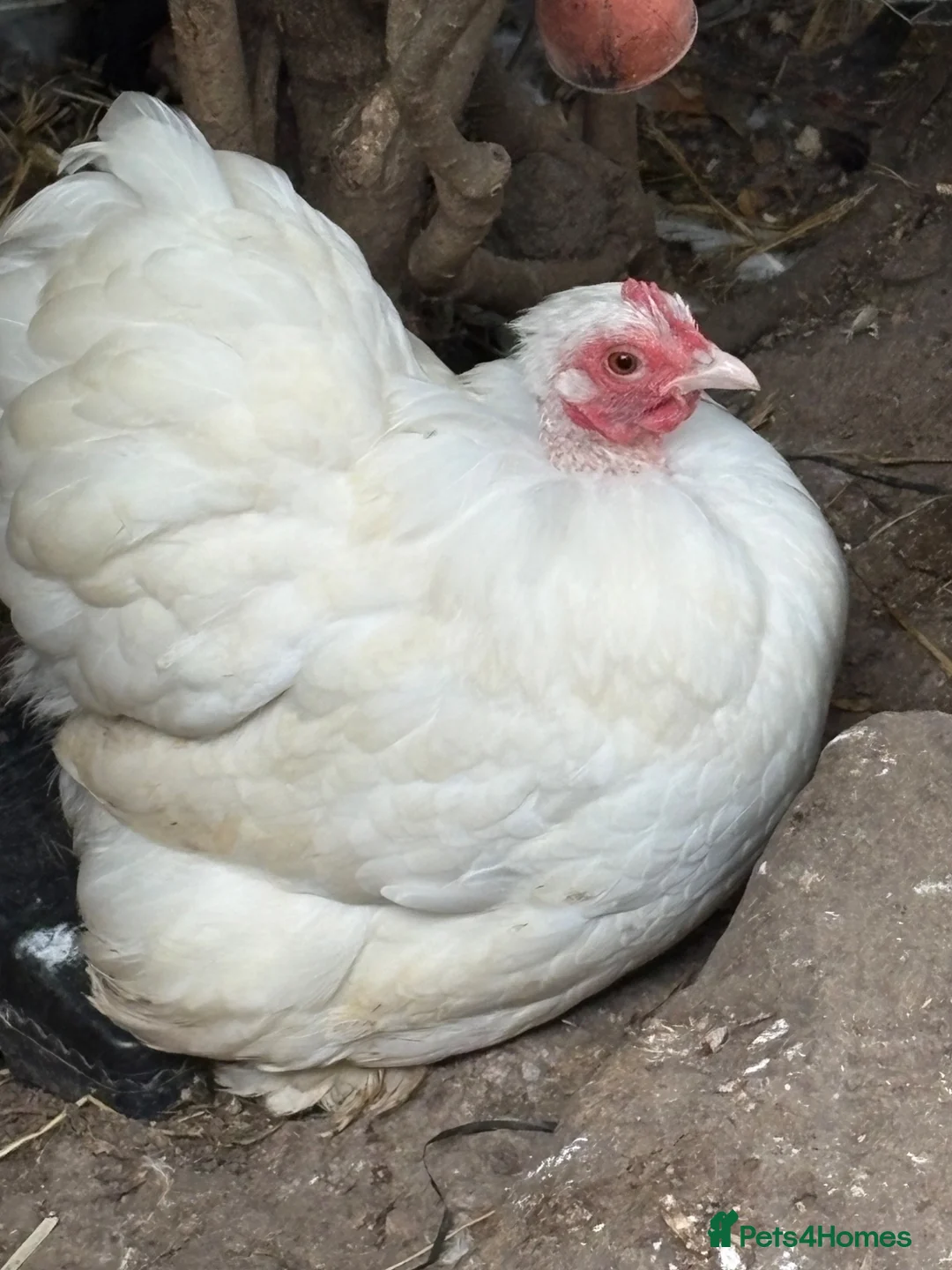 Chickens poultry for sale: Stunning show quality trio of white pekins bantams - Advert 1
