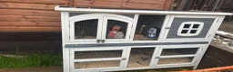 Mixed Breed rabbits for sale: Male and female rabbit - Advert 6