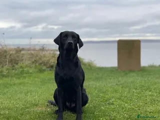 Labrador Retriever dogs FULL KC REG LABRADOR PUPS *EXCELLENT PEDIGREES* - Advert 1