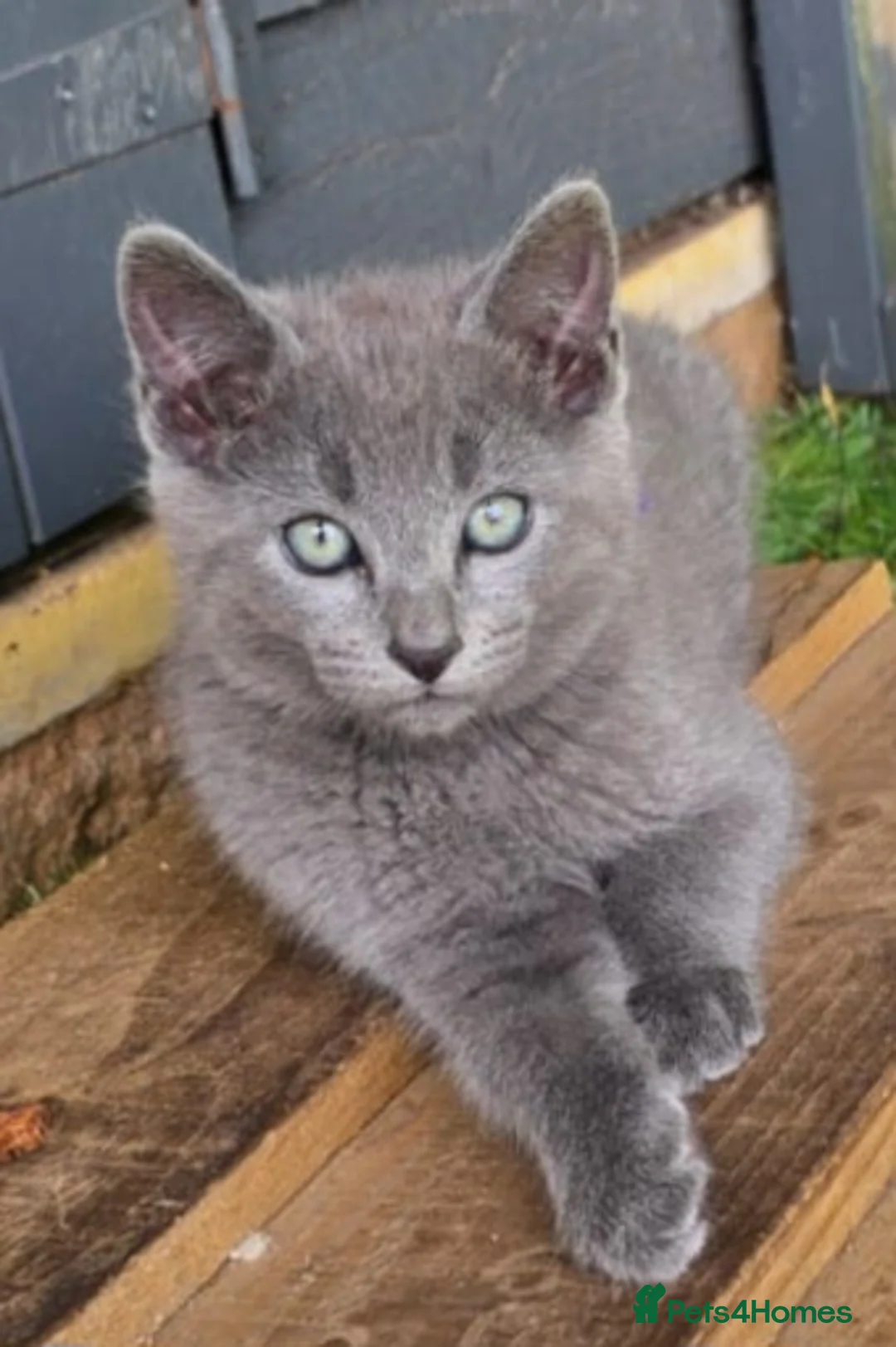 Russian Blue cats for sale: Beautiful Russian blue kittens  - Advert 2