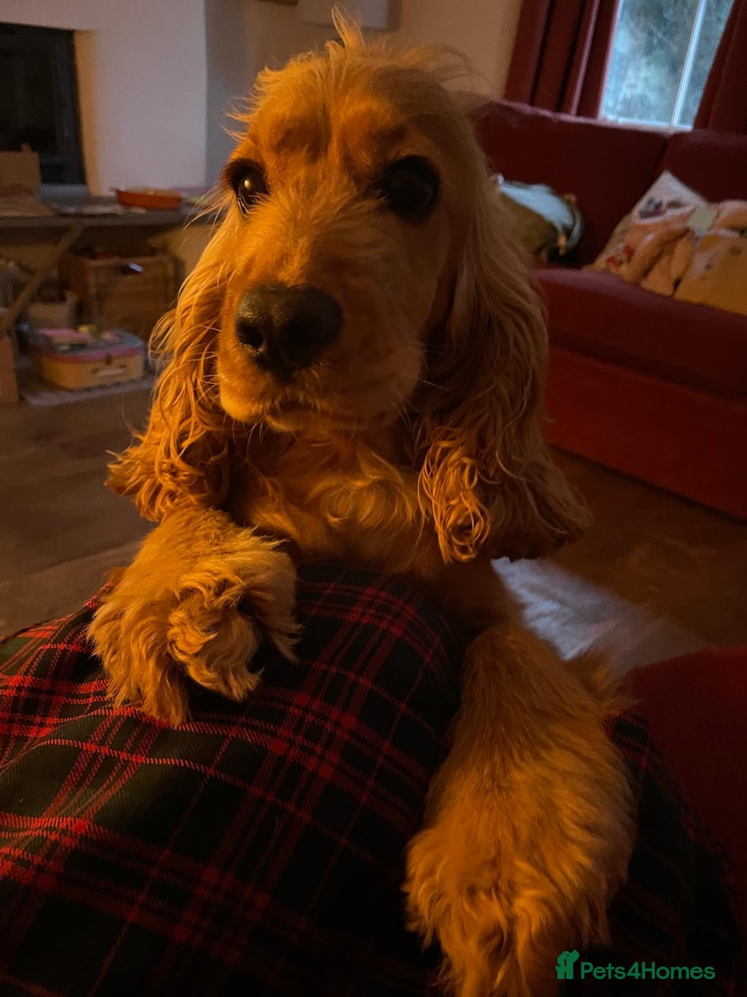 Cocker Spaniel dogs for sale: Cocker Spaniel Bitch - Golden Inside & Out - Advert 7