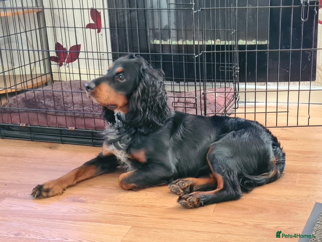 Cocker Spaniel dogs for sale: Beautiful cocker spaniel puppies - Advert 4