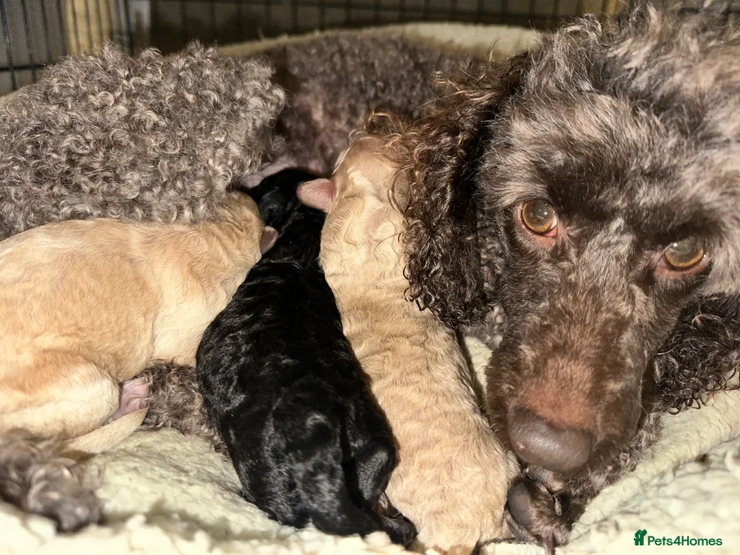 Miniature Poodle dogs for sale: Pedigree club registered 3 Miniature poodles!  - Advert 1