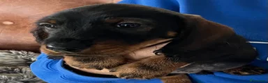 Miniature Dachshund Puppy 1