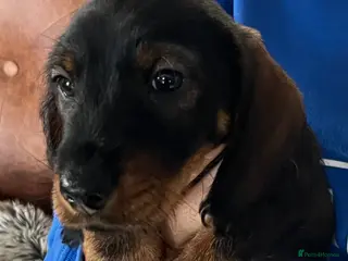 Miniature Dachshund dogs Miniature Wire/smooth (Dachshund)Pin wire in coat - Advert 3