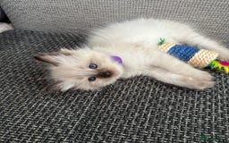 Siamese cats for sale: 3 siamese/ragdoll male kittens - Image 6