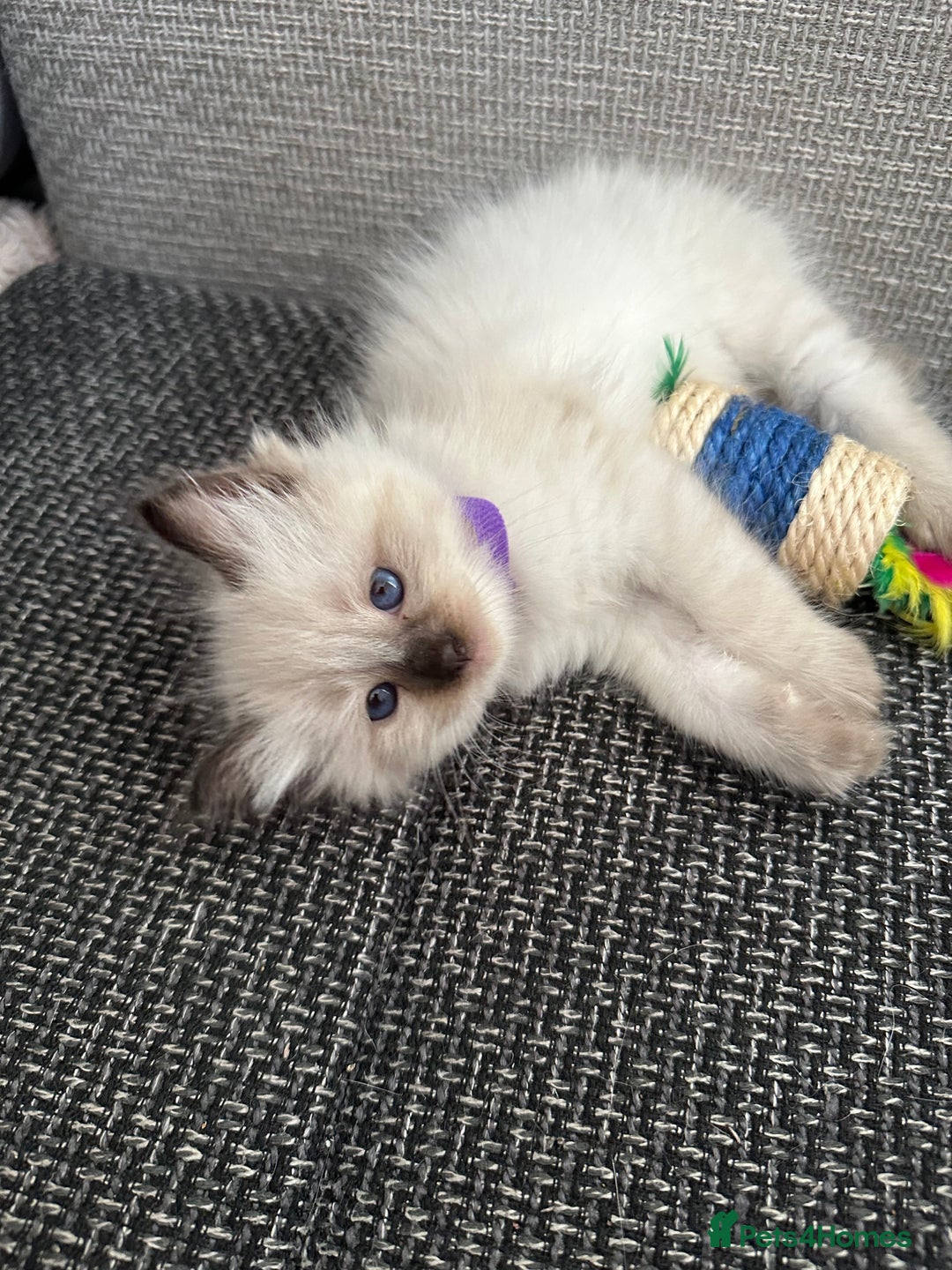 Siamese cats for sale: 3 siamese/ragdoll male kittens - Image 6