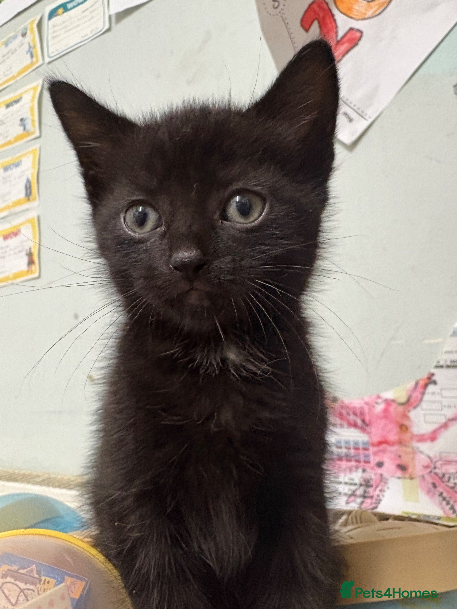 Mixed Breed cats 2 black kittens - Advert 20