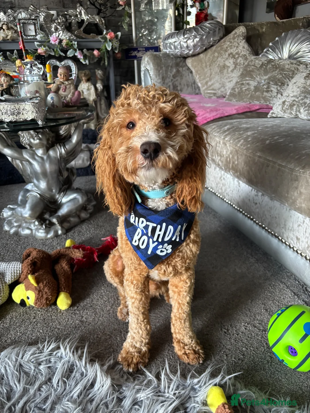 Cockapoo dogs for sale: 1 year old apricot cockapoo - Advert 4
