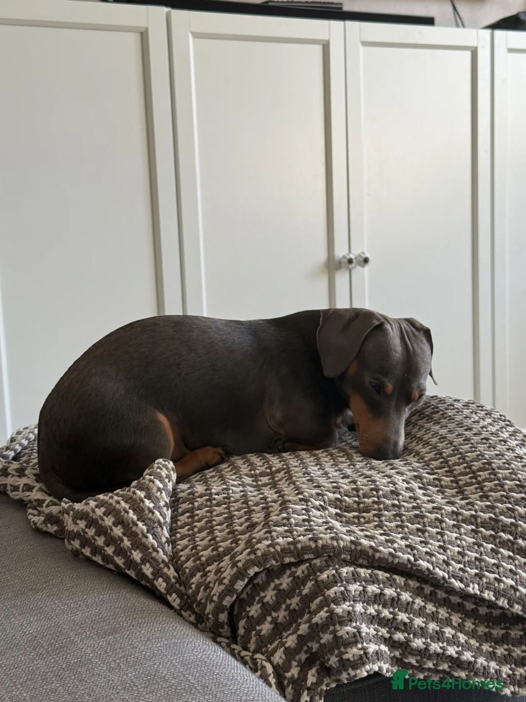 Miniature Dachshund dogs for sale: Blue/Tan 3 year old male miniature dachshund  in Sutton - Advert 8