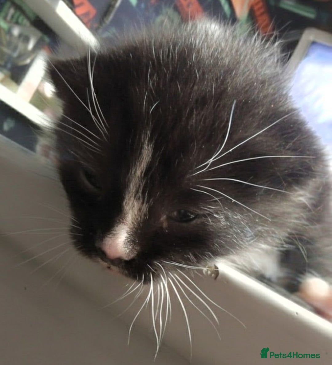 Mixed Breed cats for sale: Cute kittens for sale  - Image 3