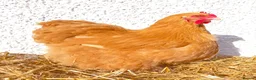 Mixed Breed livestock for sale: Orpington,Brahma,Wyandotte,Polish,Barnevelder Eggs - Advert 13