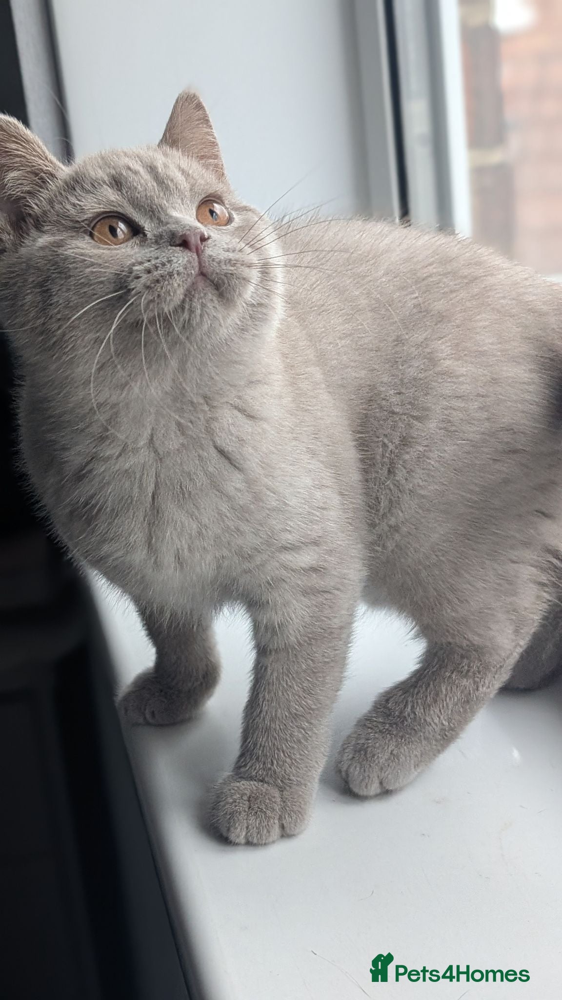 British Shorthair cats Ready Now 🐾❤️Two boys 🐾💙🩵  - Advert 1