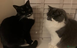 Mixed Breed cats for sale: Flimflam & Bojo - Image 8