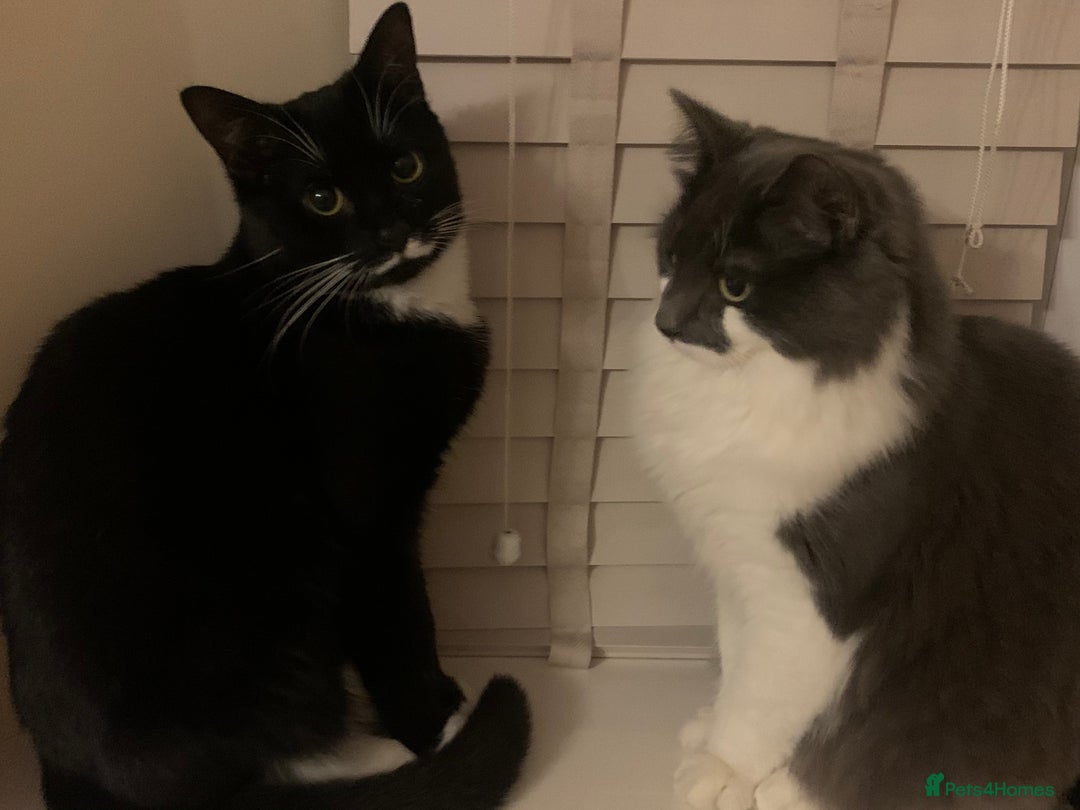 Mixed Breed cats for sale: Flimflam & Bojo - Image 8