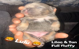 French Bulldog dogs for sale: Fluffy & testable frenchies - Image 1