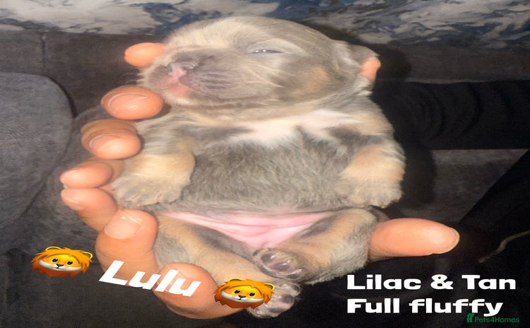 French Bulldog dogs - Advert 2