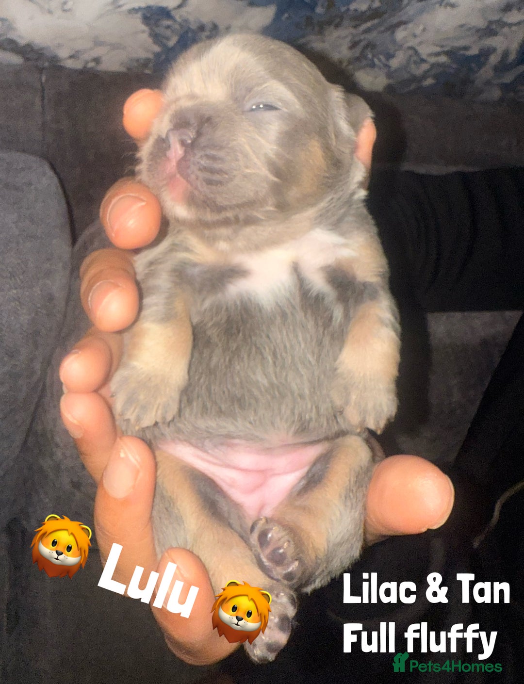 French Bulldog dogs for sale: Fluffy & testable frenchies - Image 1