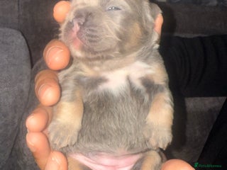 French Bulldog dogs - Advert 34