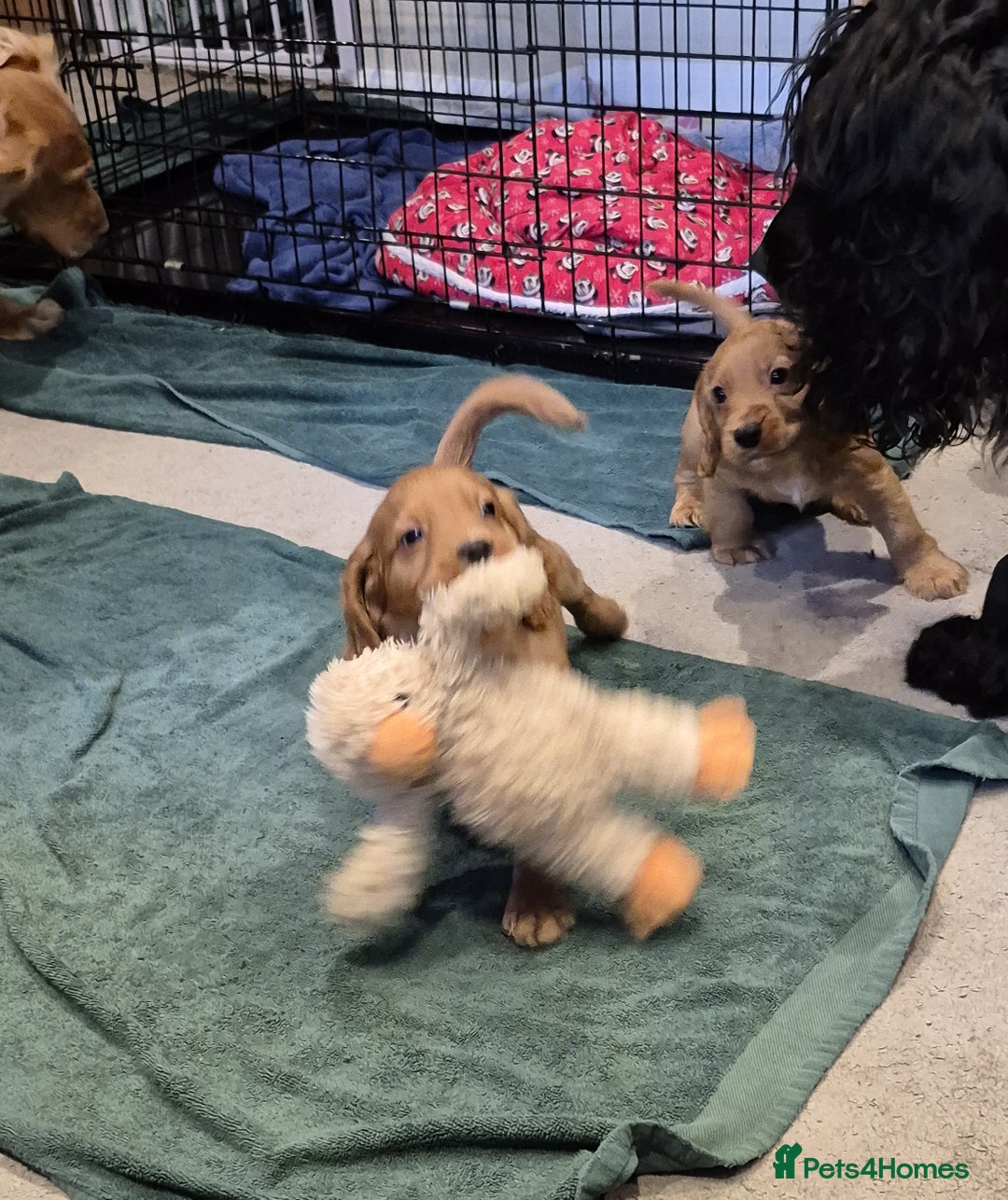 Cocker Spaniel dogs for sale: Cocker Spaniel Puppies for Sale - Image 4