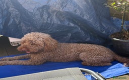Cockapoo dogs for stud: Male Cockapoo  - Image 3