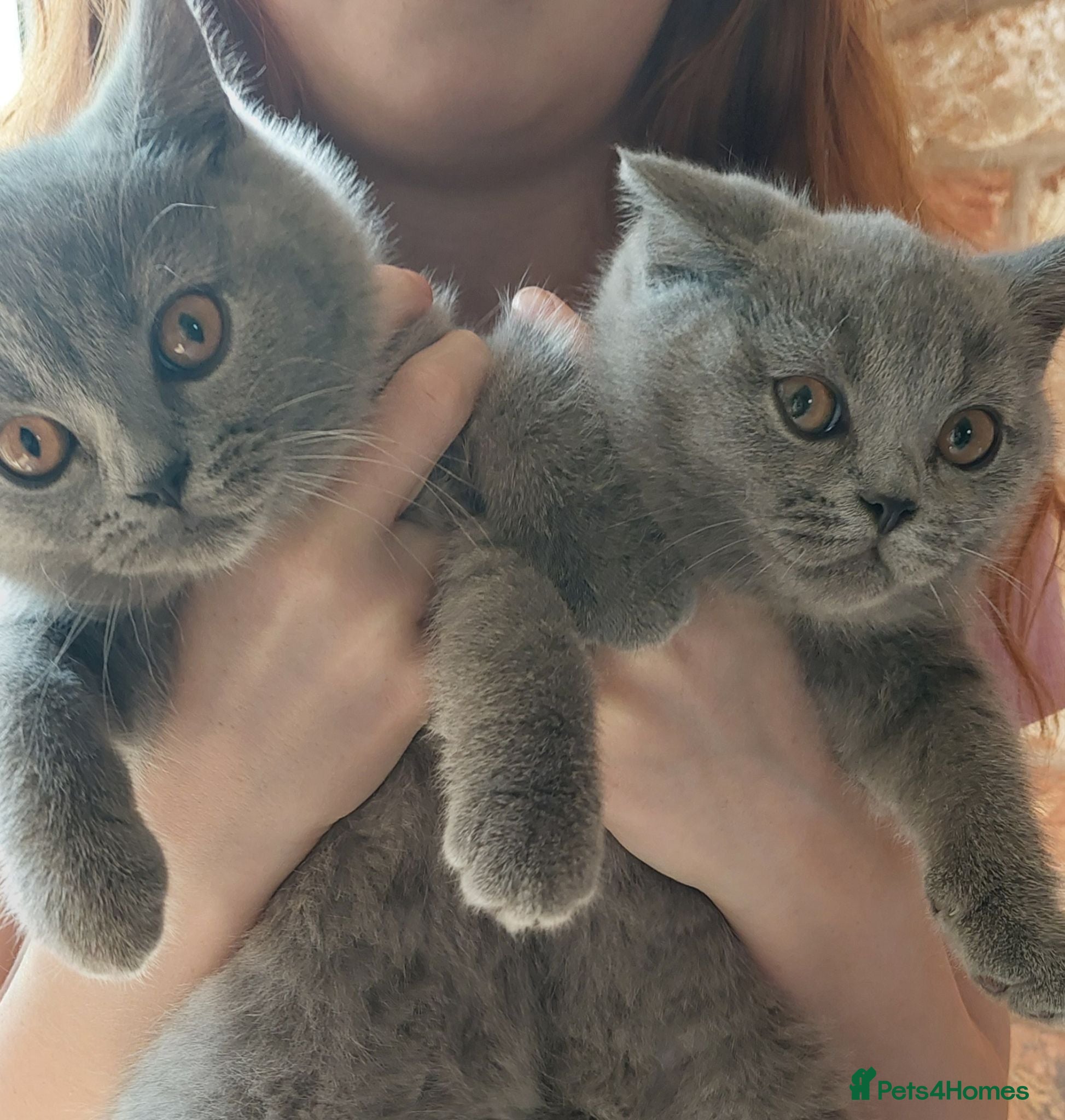 British Shorthair cats 🩷*READY 16th AUGUST *🩷 - Advert 11