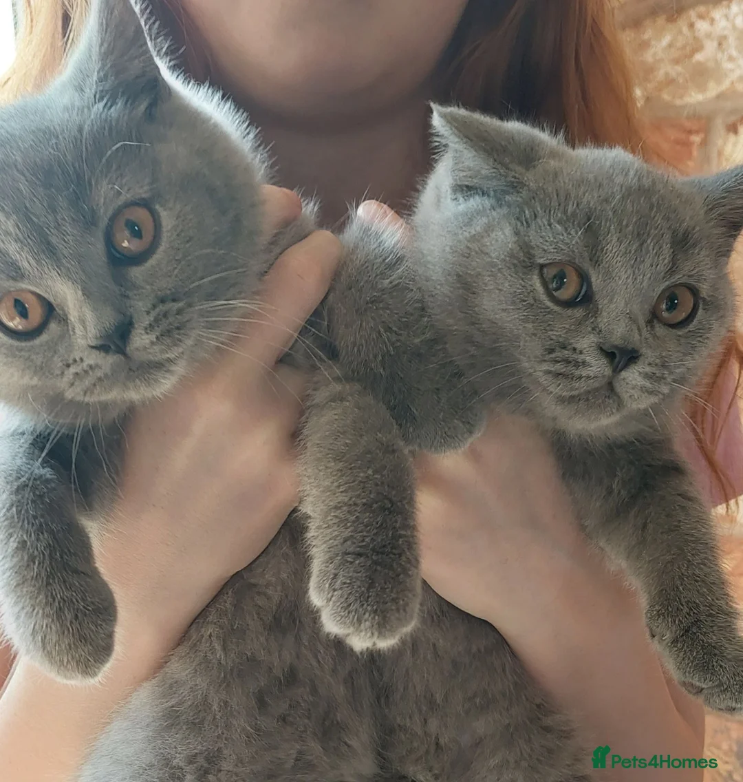 British Shorthair cats for sale: 🩷*READY 16th AUGUST *🩷 - Advert 1