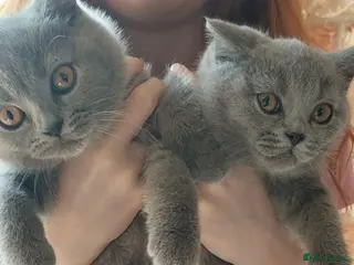 British Shorthair cats 🩷*READY 16th AUGUST *🩷 - Advert 7