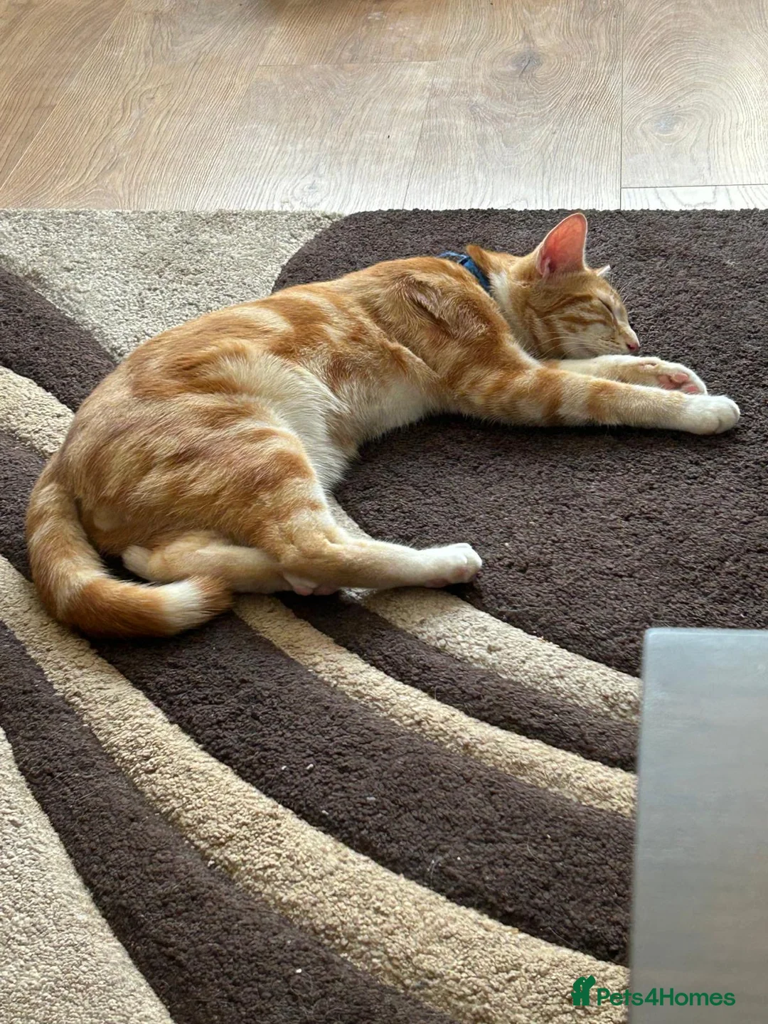 British Shorthair cats for sale: Male ginger cat looking for a new family  - Advert 4