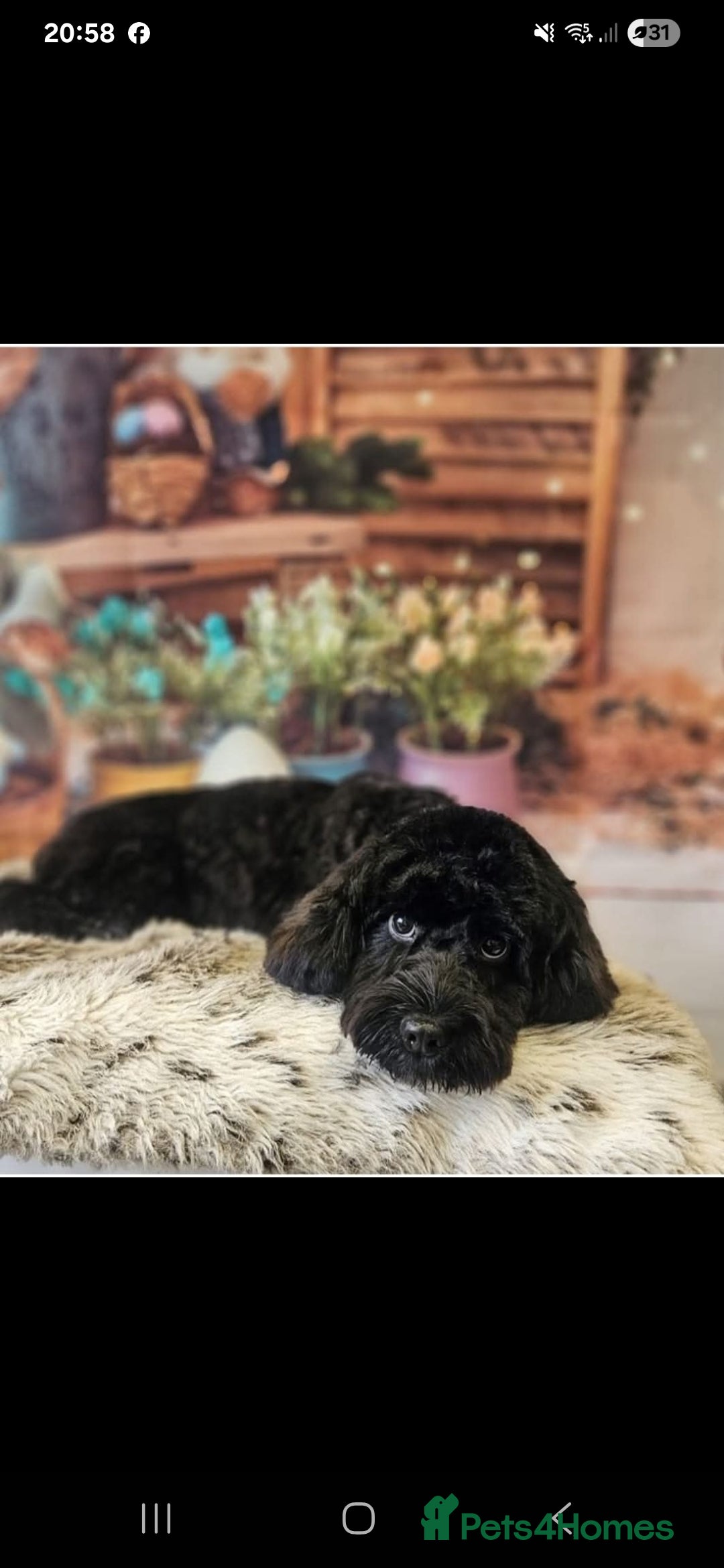 Cockapoo dogs for sale: Pregnancy confirmed due on 25th January  - Advert 9