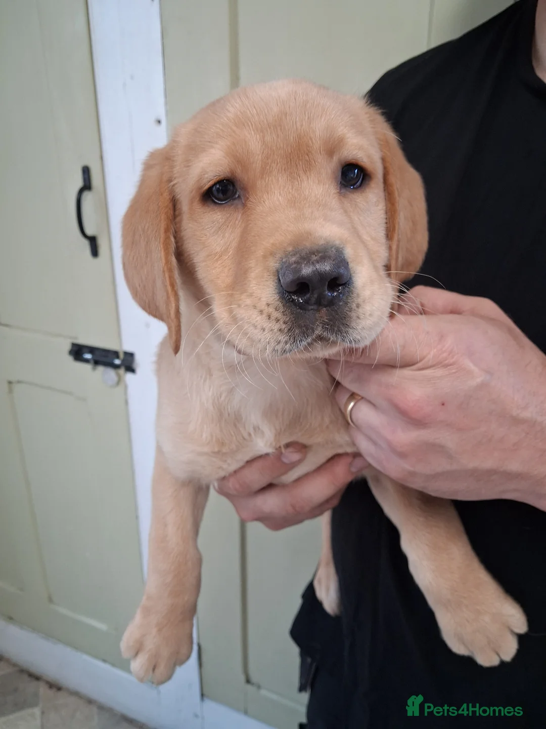 Labrador Retriever dogs for sale: Adorable Golden Labrador Puppies  - Advert 2