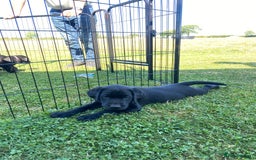Labrador Retriever dogs for sale: Beautiful black lab dog - Image 2