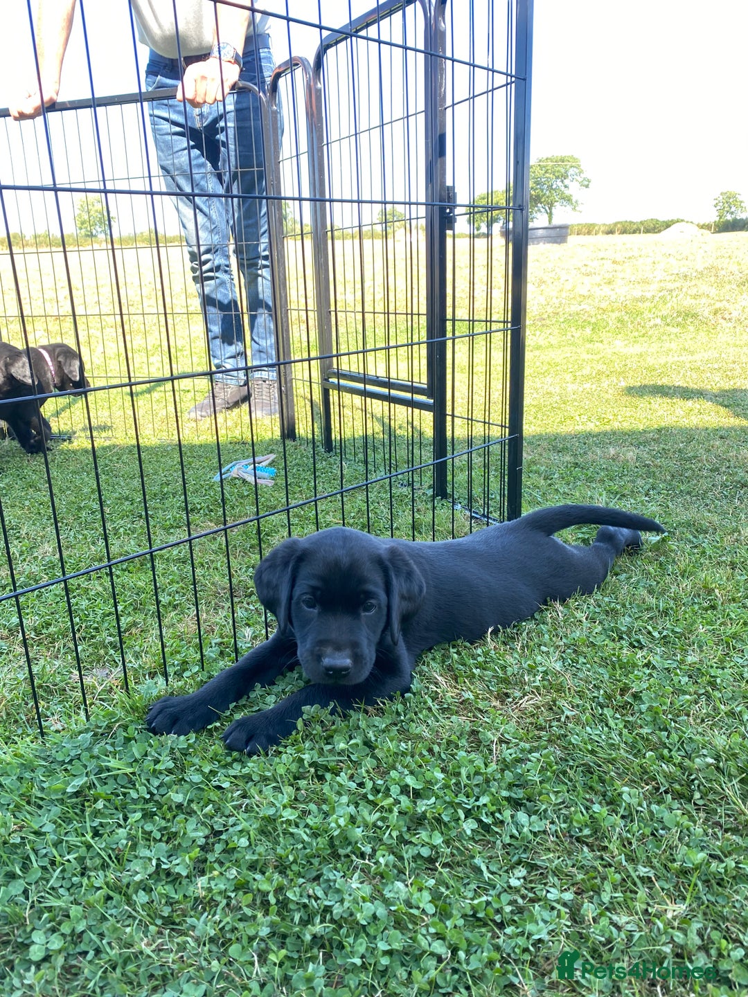 Labrador Retriever dogs for sale: Beautiful black lab dog - Image 2
